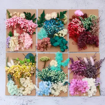 Renkli Gerçek Preslenmiş Çiçek Doğal Korunmuş Kurutulmuş Çiçekler DIY Reçine Güzellik Tırnak Sanat Çıkartmaları Epoksi Kalıp Dolgu Takı Yapımı